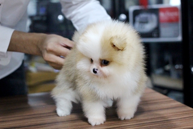 หนูน้อยได้บ้านใหม่ที่ USA  นำความน่ารักมาฝากครับ