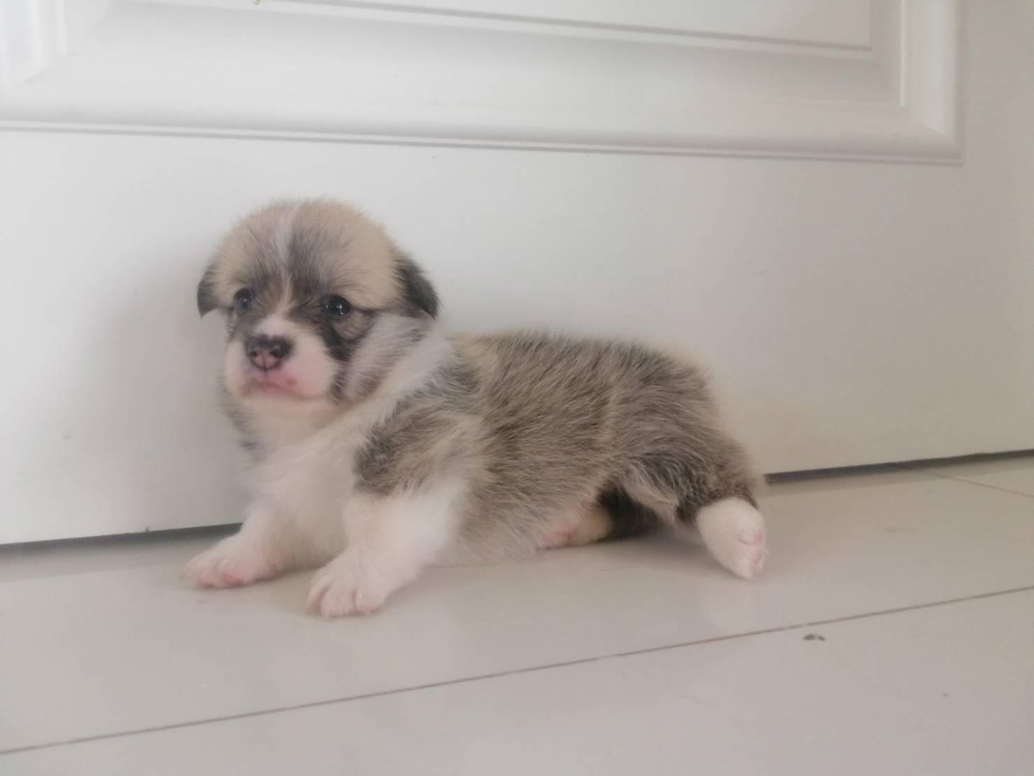 ขาย ลูกสุนัขพันธุ์ Corgi Indi
