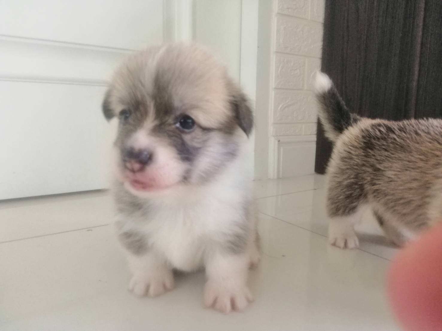 ขาย ลูกสุนัขพันธุ์ Corgi Indi