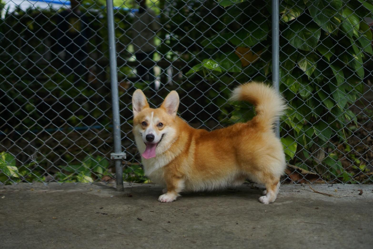 ขาย ลูกสุนัขพันธุ์ Corgi Indi
