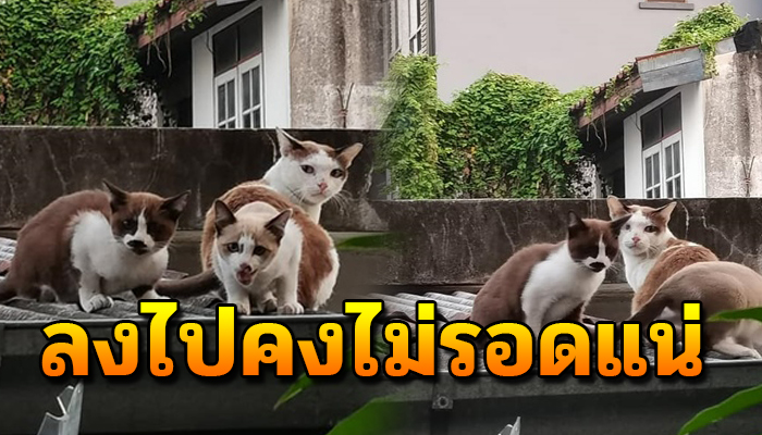 ใช้ชีวิตอยู่บนกำแพงกับลูกน้อยตลอดเวลา เพราะไม่มีทางเลือก ไร้ที่จะไป