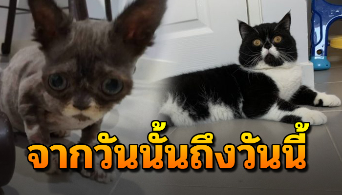 จากก่อนนำมาเลี้ยงสภาพเกือบไม่รอด ตอนนี้เหมือนได้แมวตัวใหม่