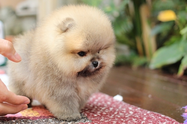 ปอมน่ารัก  เป็นแบบไหนมาดูกัน