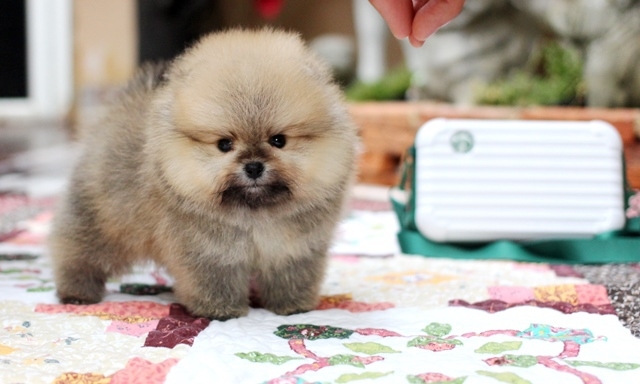 ปอมน่ารัก  เป็นแบบไหนมาดูกัน