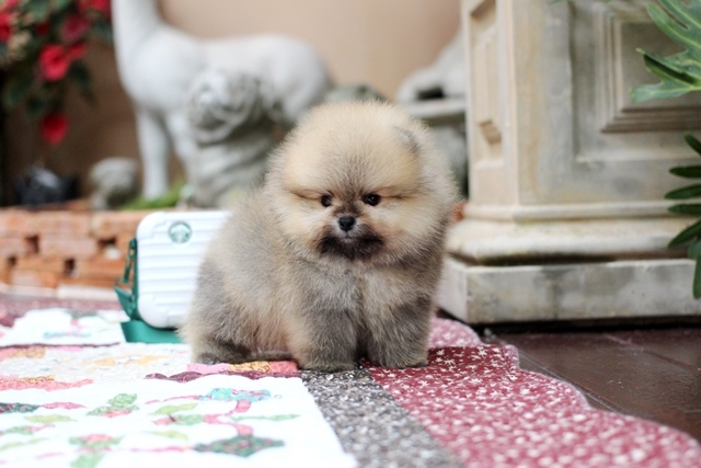 ปอมน่ารัก  เป็นแบบไหนมาดูกัน
