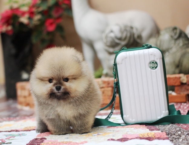 ปอมน่ารัก  เป็นแบบไหนมาดูกัน
