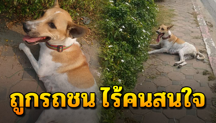 เจ้าตูบโดนรถชน รถที่ชนก็ไม่หันมาดูแล เดินแทบไม่ได้