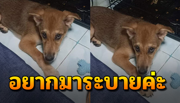 สาวโพสต์ ระบายความในใจ หลังเลี้ยงเจ้าตูบตั้งแต่เดินไม่ได้ จนมาถึงตอนนี้