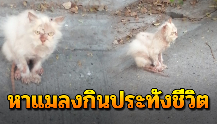 แมวพันธุ์เคยมีบ้านอยู่สบาย โดนทิ้งเดินเร่หาน้ำตานอง อาหารแทบไม่ตกถึงท้อง