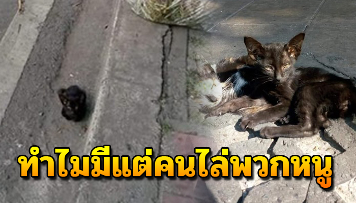 สองพี่น้องนอนกอดกันกลม หลังจากที่ถูกไล้ ต้องจำทนหาข้าวกินประทังชีวิต