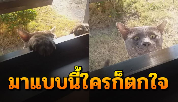เคยให้ข้าวน้ำหนึ่งมื้อได้อิ่มท้อง เห็นเป็นจรตามยันบ้านทำหน้าจิตขวัญกระเจิง