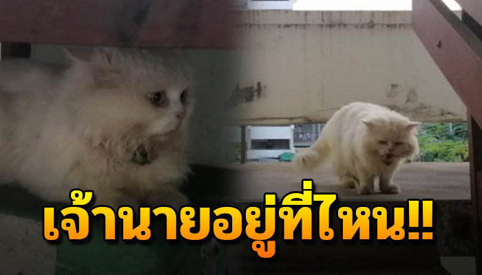 เจ้าเหมียว จำอาศัยเดินในซอกตึกมาขอข้าวหมา ยังเฝ้าเดินหาถึงบ้านเคยอยู่มาแรมเดือน
