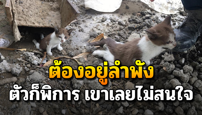เหมียวน้อย มีเพียงขาหน้าที่ใช้การได้ ต้องหมอบไปตามพื้นไปขอข้าวเขากิน