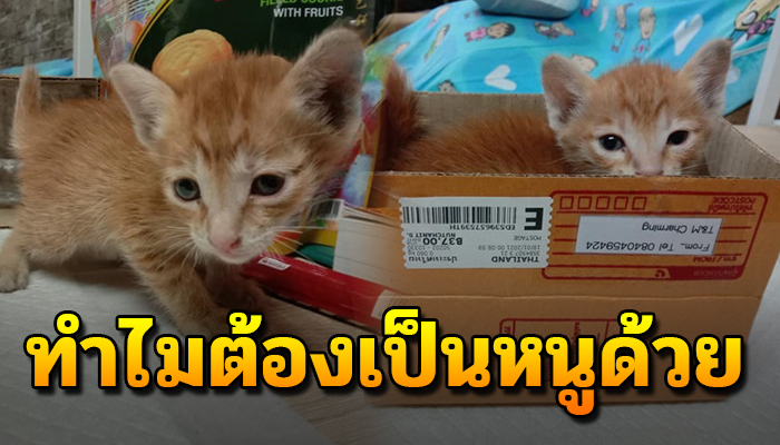 เจ้าเหมียวเห็นแม่สิ้นใจไปต่อหน้าต่อตา แถมตัวยังน้อยต้องอดนม 3 วัน