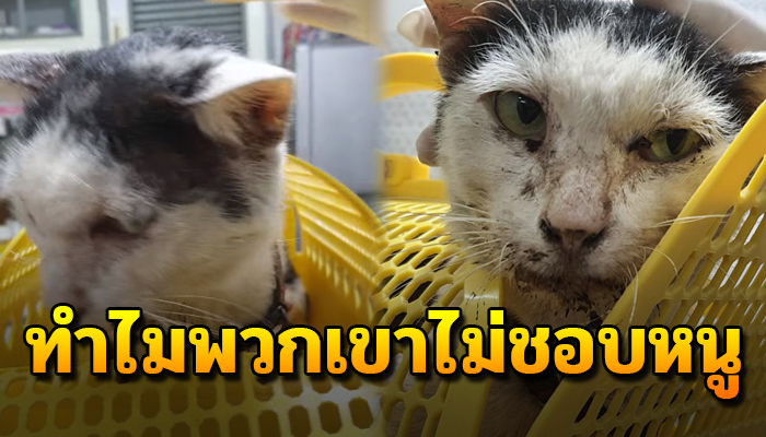 ก่อนคงเคยมีเจ้าของและบ้านอยู่ มาพลันเปลี่ยนจำต้องวิ่งหนีถูกเขาไล่สภาพไร้แรงเดิน