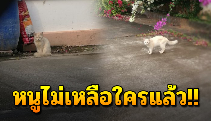 เห็นเดินเร่คุ้ยขยะหาประทังหิวครึ่งเดือนแล้ว ไม่มีใครตามหาหนูแล้วตอนนี้