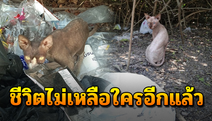 แมวสฟิงซ์พี่น้องต้องกินขยะประทังหิว ดูแลกันและกันเพราะชีวิตนี้ไม่เหลือใครอีกแล้ว