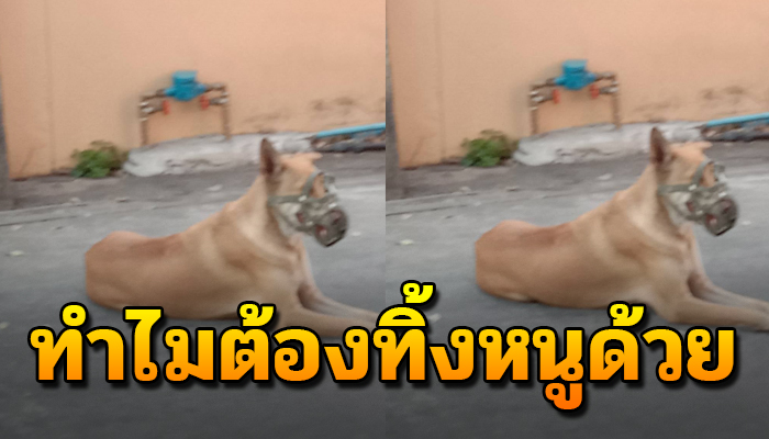 จิตใจทำด้วยอะไรไม่อยากเลี้ยงก็แค่เอามาทิ้ง ข้าวปลาก็ไม่ได้กินมาหลายวัน