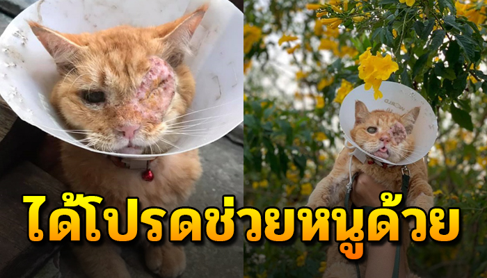ชีวิตที่ไร้ทางเลือก เดินสะบักสะบอมมาร้องเรียกหาที่หน้าบ้านโปรดช่วยหนูด้วย