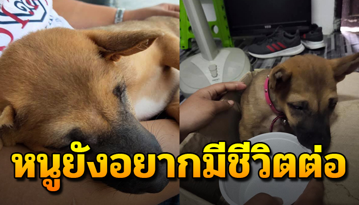 เจ้าตูบป่วยอยากมีคนช่วยเหลือ ยังอยากมีชีวิตอยู่ต่อไป หวังแค่ใครมาช่วยเหลือ