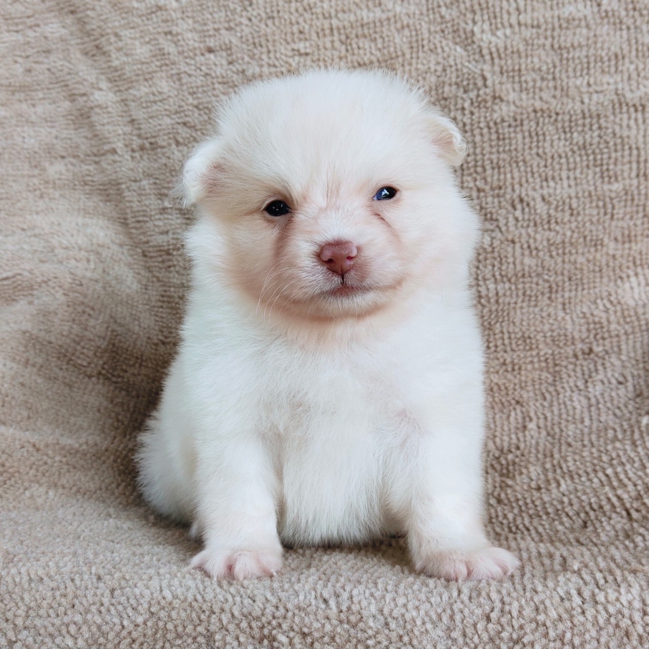ปอมผสมจมูกตับตาเทาฟ้า idline:happyshihtzu4289