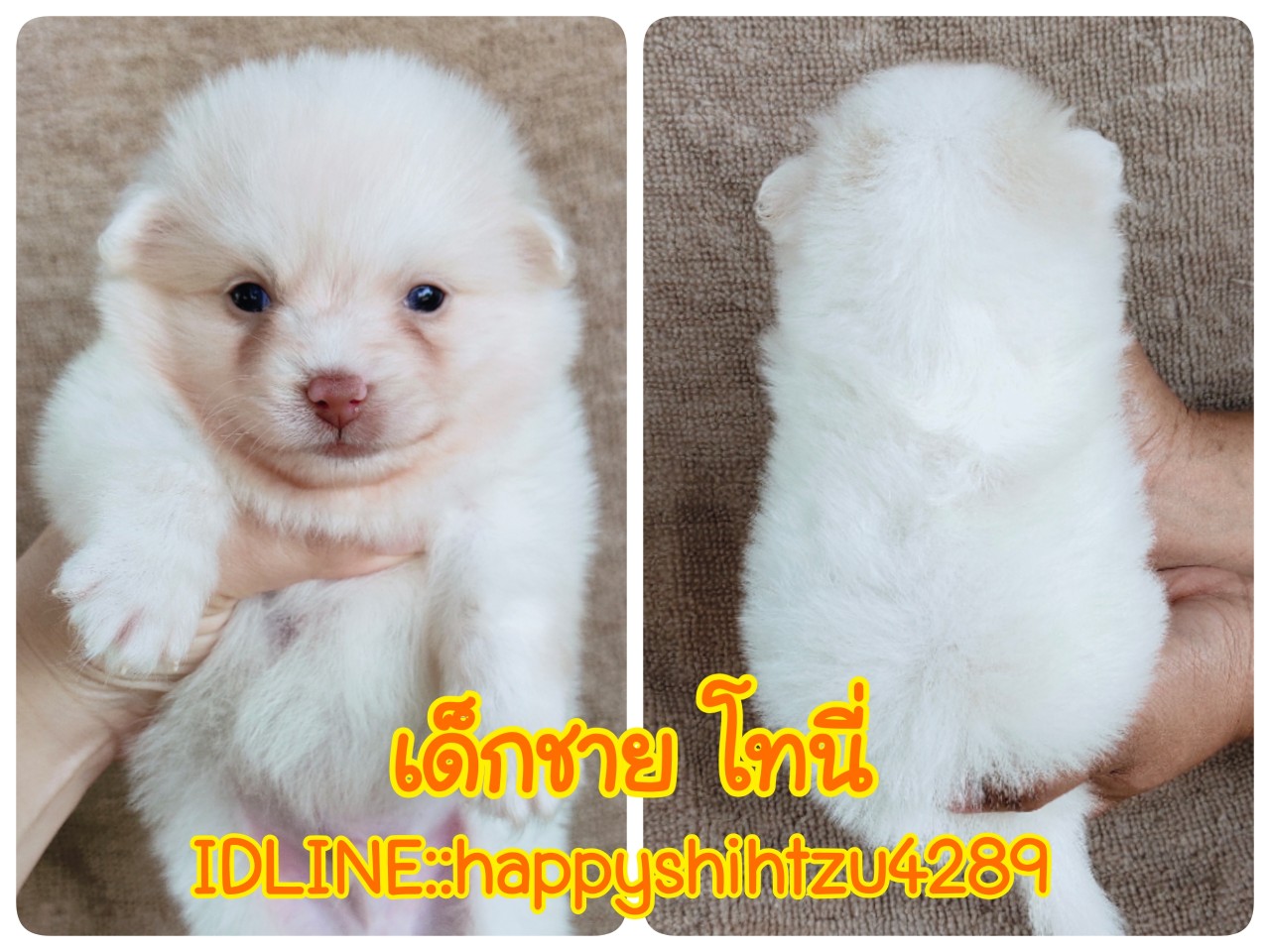 ปอมผสมจมูกตับตาเทาฟ้า idline:happyshihtzu4289