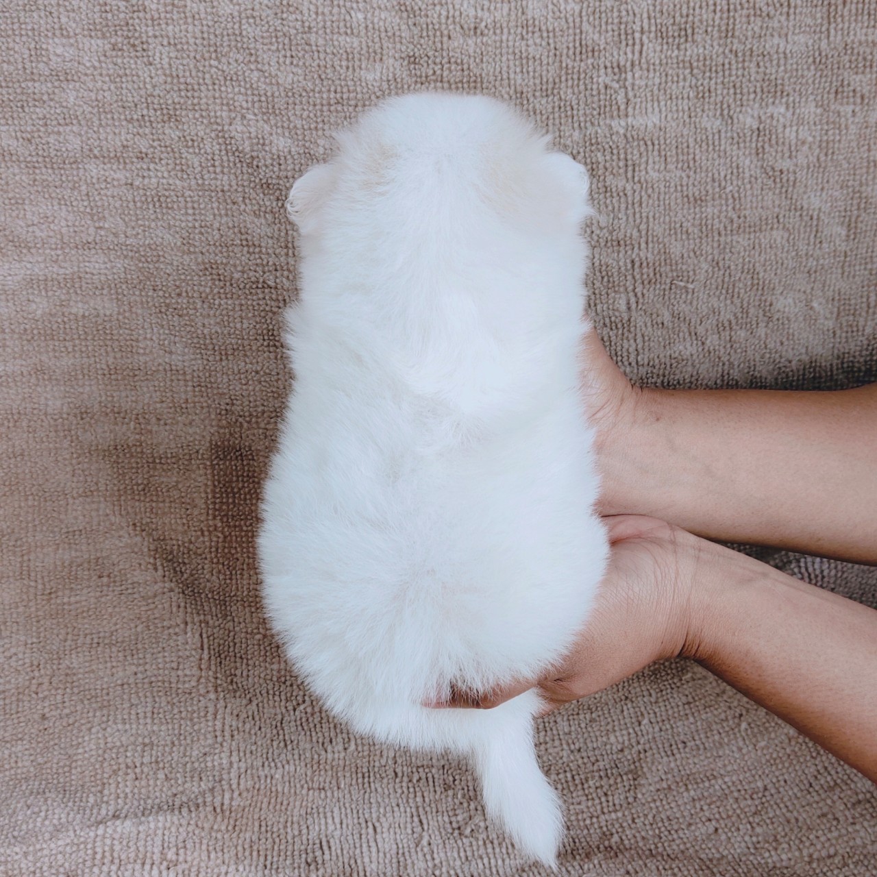 ปอมผสมจมูกตับตาเทาฟ้า idline:happyshihtzu4289
