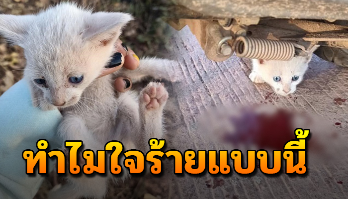 ถูกคนเขาทิ้งมาเพราะเห็นว่าไร้ค่า จากมีพี่น้อง 5 ชีวิต ตอนนี้เหลือเพียง 4