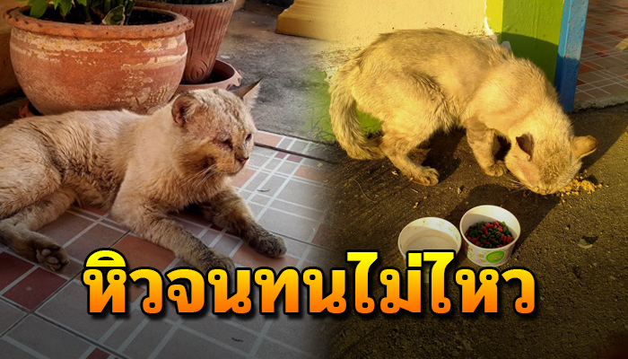 หิวจนทนไม่ไหว เดินมาร้องอาหาร บั้นปลายชีวิต ก็คงอยู่อย่างโดดเดี่ยว