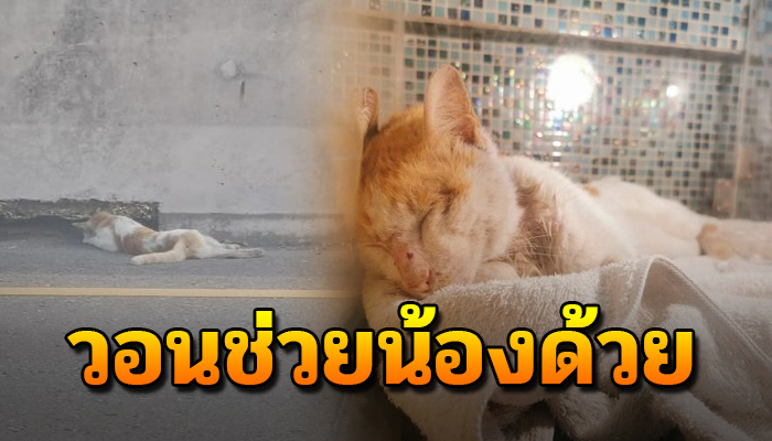แบกร่างหลังถูกชนคลานเข้าฟุตบาท ใจแทบขาดมีเพียงปลอกคอแม่เคยให้ไว้อยู่