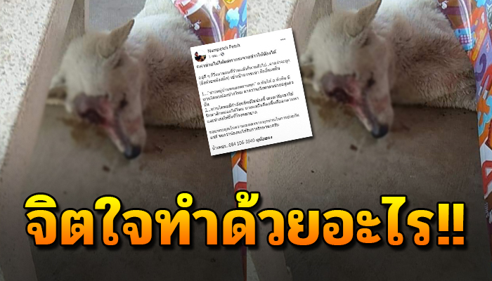 เจ้าตูบ วิ่งมาหลบที่ร้าน นอนด้วยความเจ็บปวด หลังถูกคนใจร้าย ทำร้ายจนเจ็บหนัก