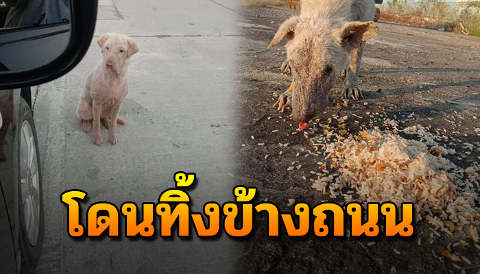 เจ้าตูบ น่าสงสาร ถูกทิ้งไว้ข้างถนน ไร้คนสนใจ ข้าวน้ำไม่ได้กินมาหลายวัน