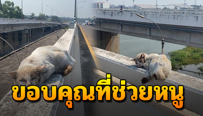 น่าสงสารจับใจ นอนไร้เรี่ยวแรงใกล้สิ้นลมบนราวสะพานสูง จวนเจียนใกล้หมดลมหายใจ