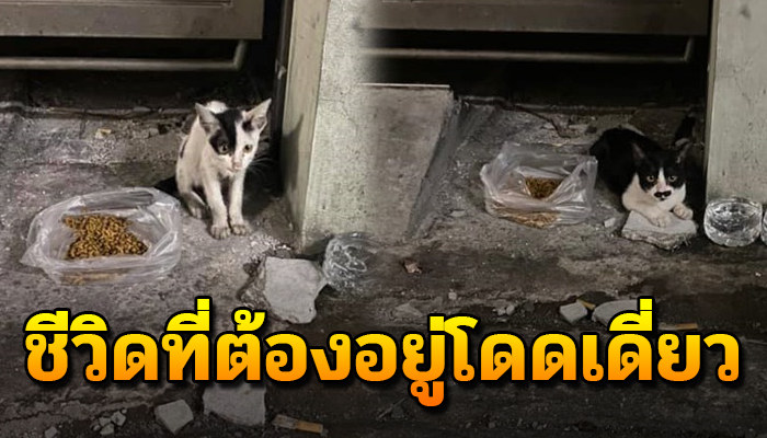 เจ้าเหมียวตัวผอมโซไม่ได้กินไม่ได้นอนมาหลายวัน กับชีวิตนี้ที่ต้องอยู่โดดเดี่ยว