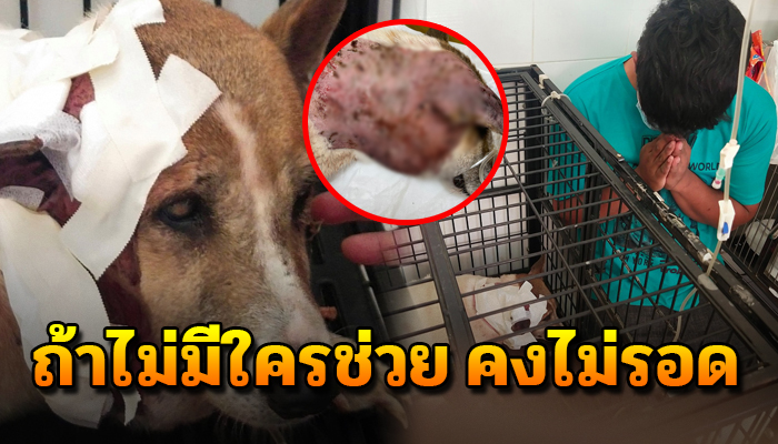 ไม่มีใครช่วย น้องคงไม่รอด เจ้าตูบเป็นแผลช่วงคอ ตอนนี้เริ่มเน่า ส่งกลิ่น