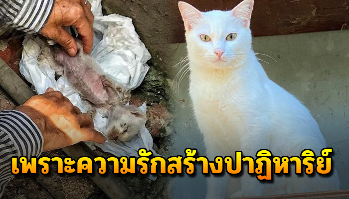 เมื่อ 2 ปีก่อน เดินไปเจอนอนหายใจโรยรินอยู่กลางสยาม แบกกลับมาเลี้ยงดูที่บ้าน