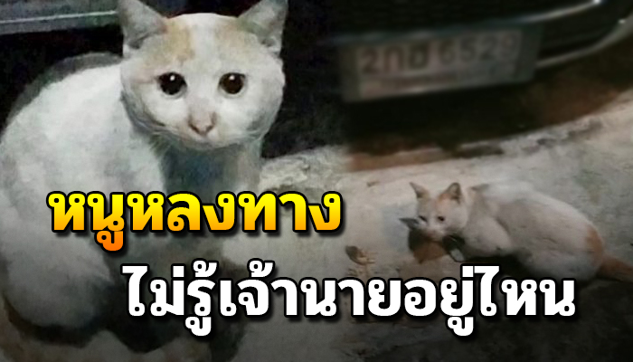 เดินเร่มาคอยขอข้าวเข้า 2 เดือนแล้วจากเป็นแมวขาวสะอาดถูกไม่รู้หลงทางหรือถูกทิ้ง