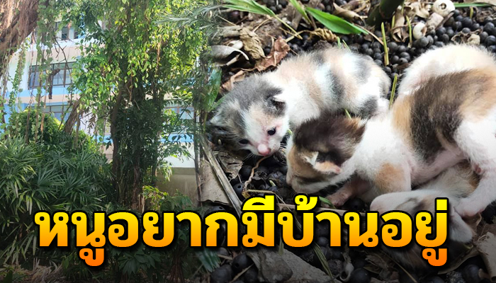 มีชีวิตที่เกิดมาอยู่ในป่าข้างทาง ด้วยใจสิ้นหวังแม้จะเพิ่งเกิดมาหากไร้คนช่วย