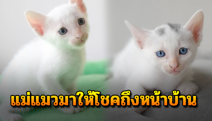 แม่แมวทนไม่ไหวเดินมาให้โชคถึงหน้าบ้าน หวังฝากฝังชีวิตของลูกน้อย