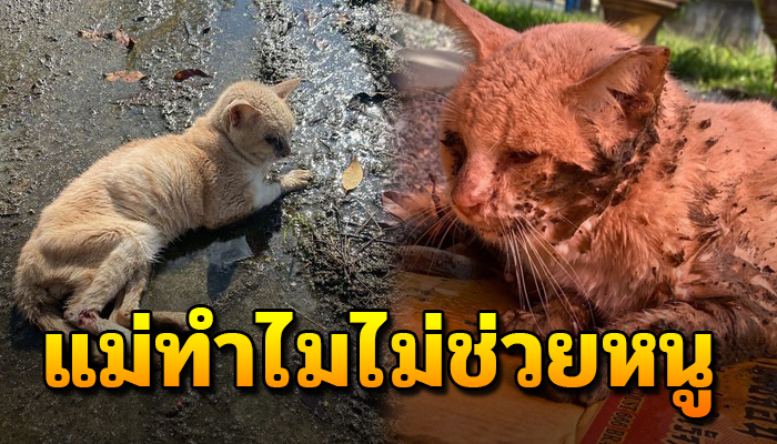 นอนตากแดดไร้เรี่ยวแรงจะคลานหนี ในใจคงนึกผิดอะไรทำไมแม่ไม่มาช่วยเหลือ