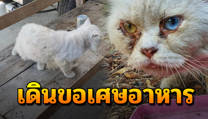จากเป็นแมวพันธุ์ก่อนเคยมีบ้านให้อยู่ ต้องอดเดินเร่เก็บเศษอาหารตามพื้นประทังหิว