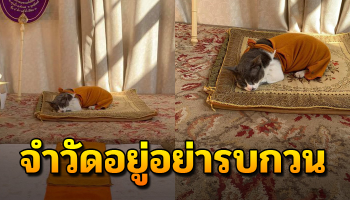 หนุ่มเข้าวัดไปทำบุญหวังถวายสังฆทาน แต่หลวงพี่ไม่ยอมรับเอาแต่จำวัดอย่างเดียวเลย