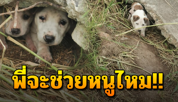 เจ้าตูบอาศัยอยู่โขดหิน รอแม่หาอาหารให้ ด้วยตัวเป็นจรไร้บ้าน แค่ต้องการบ้านอยู่