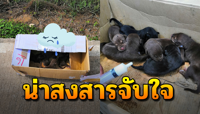 ตัวเพิ่งเกิดมาแออัดกันอยู่ในกล่องใบน้อย ตากแดดทั้งวันใกล้ๆพบร่างแม่ที่ไร้ลมหายใจ