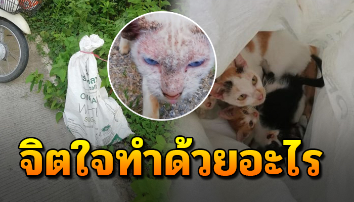 เมื่อขับรถผ่านมาเจอกระสอบดิ้นได้เปิดดูข้างในพบเจ้าเหมียวน้อยพร้อมแม่ลูก 5 ชีวิต