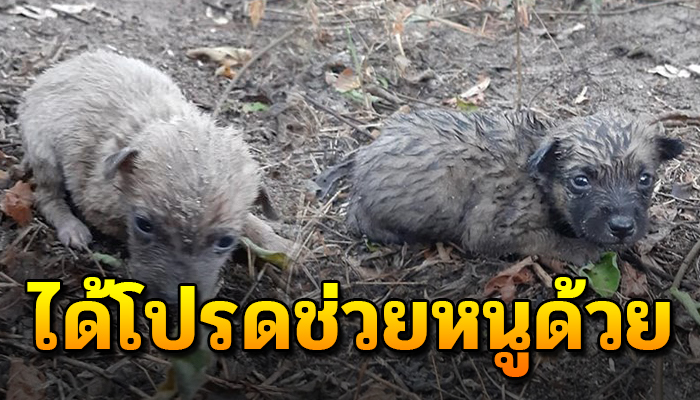 เจ้าตูบตัวน้อยถูกเอามาปล่อยทิ้งไว้ ร้องสุดเสียงให้ช่วย ข้าวปลาไม่ได้กิน