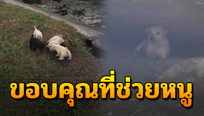 ต้องใช้ชีวิตลำพัง หลังแม่มาคลอดทิ้งไว้ หากินเศษอาหารประทังชีวิตให้อยู่รอดไปวันๆ
