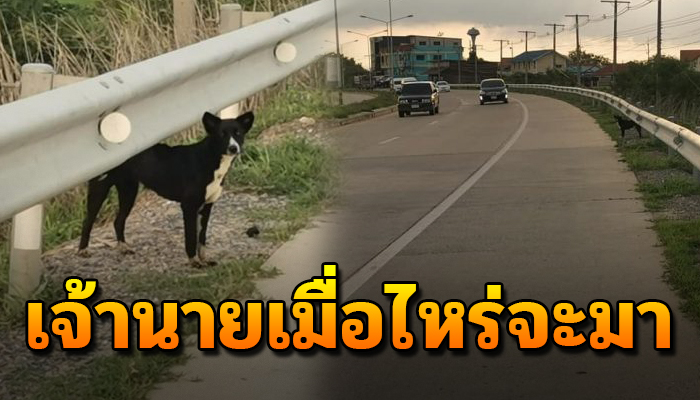 เจ้าตูบยังคงรอ หลังถูกปล่อยไว้ข้างทางสองอาทิตย์ แต่ก็ยังคงนั่งเฝ้าอยู่ที่เดิม