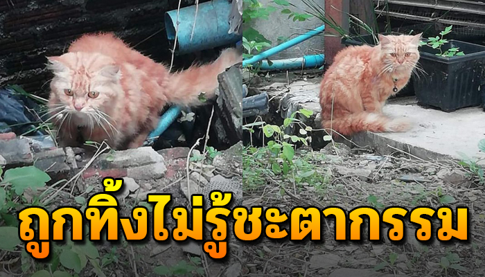แมวพันธ์ต้องแอบตามท่อระบายน้ำ ก่อนเคยมีเจ้าของแต่ถูกทิ้ง หากินเองก็ไม่เป็น