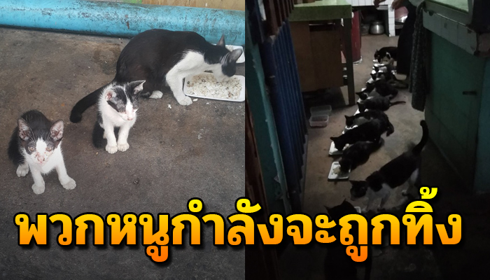 30 ชีวิตขอร้องอ้อนวอนไม่ได้ ไม่รู้ชะตากรรม ว่าจะถูกเอาไปทิ้ง